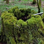 Moss