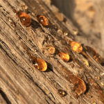 Amber Wood