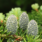 Balsam Fir
