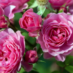 Bulgarian Rose