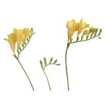 Freesia