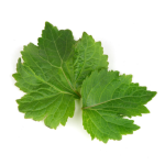 Indonesian Patchouli Leaf
