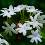 Jasmine Sambac