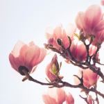 Magnolia Petals