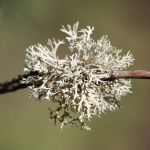 Oakmoss