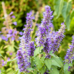 Patchouli