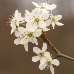 Pear Blossom