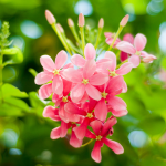 Rangoon Creeper