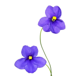 Violet