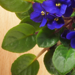 Violet Leaf
