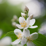 Wild Jasmine