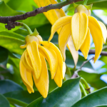 Ylang – Ylang