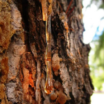 Amber Wood