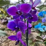 Orchid