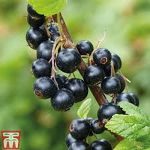 Blackcurrant