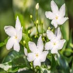sambac jasmine
