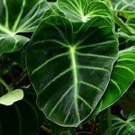 Its Soft Leaves