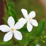 Jasmine
