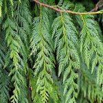 Cedar