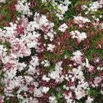 Chinese Jasmine