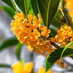 Osmanthus
