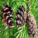 Pine Tree