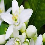 خلاصة زهرة البرتقال