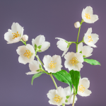 Moroccan Jasmine